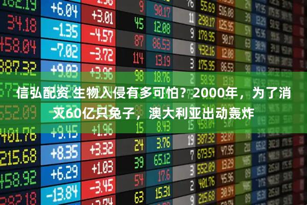 信弘配资 生物入侵有多可怕？2000年，为了消灭60亿只兔子，澳大利亚出动轰炸