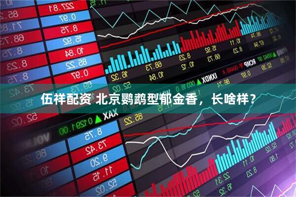 伍祥配资 北京鹦鹉型郁金香，长啥样？